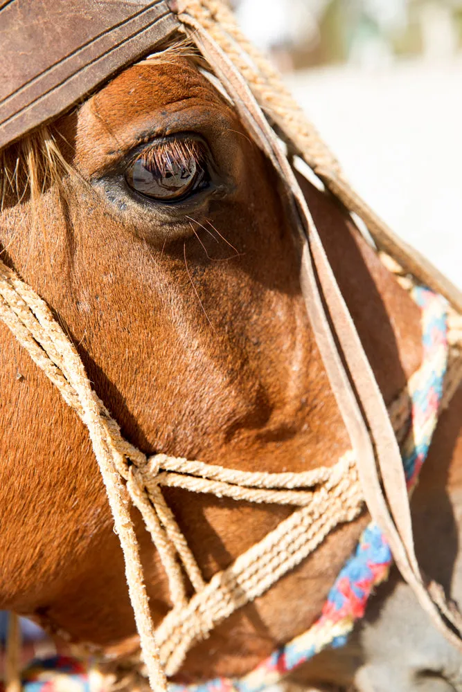 Bohemian Bridle 2