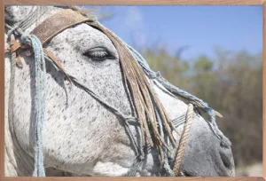 Bohemian Bridle 3