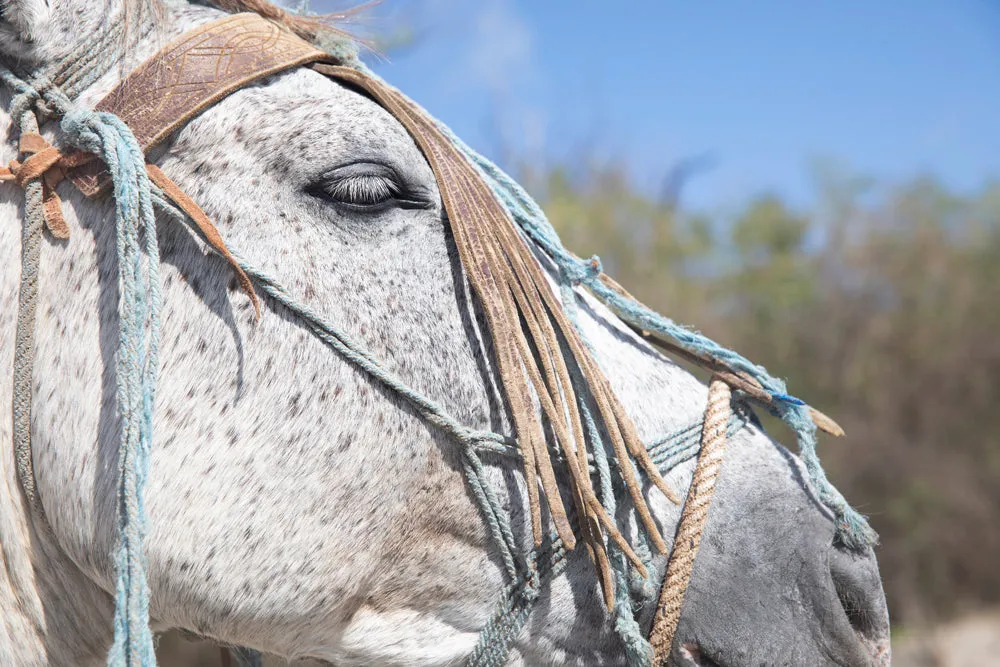 Bohemian Bridle 3