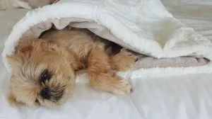Dog and Cat cozy - Cream