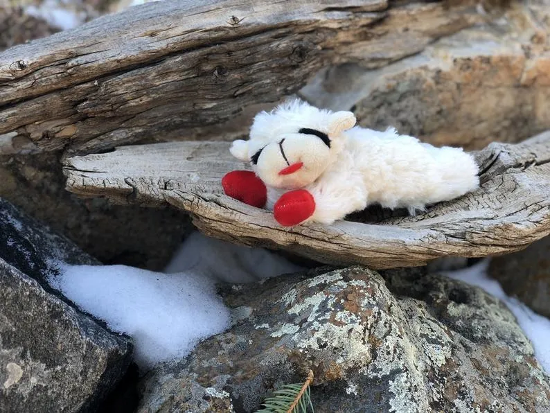 Lambchop Dog Toy