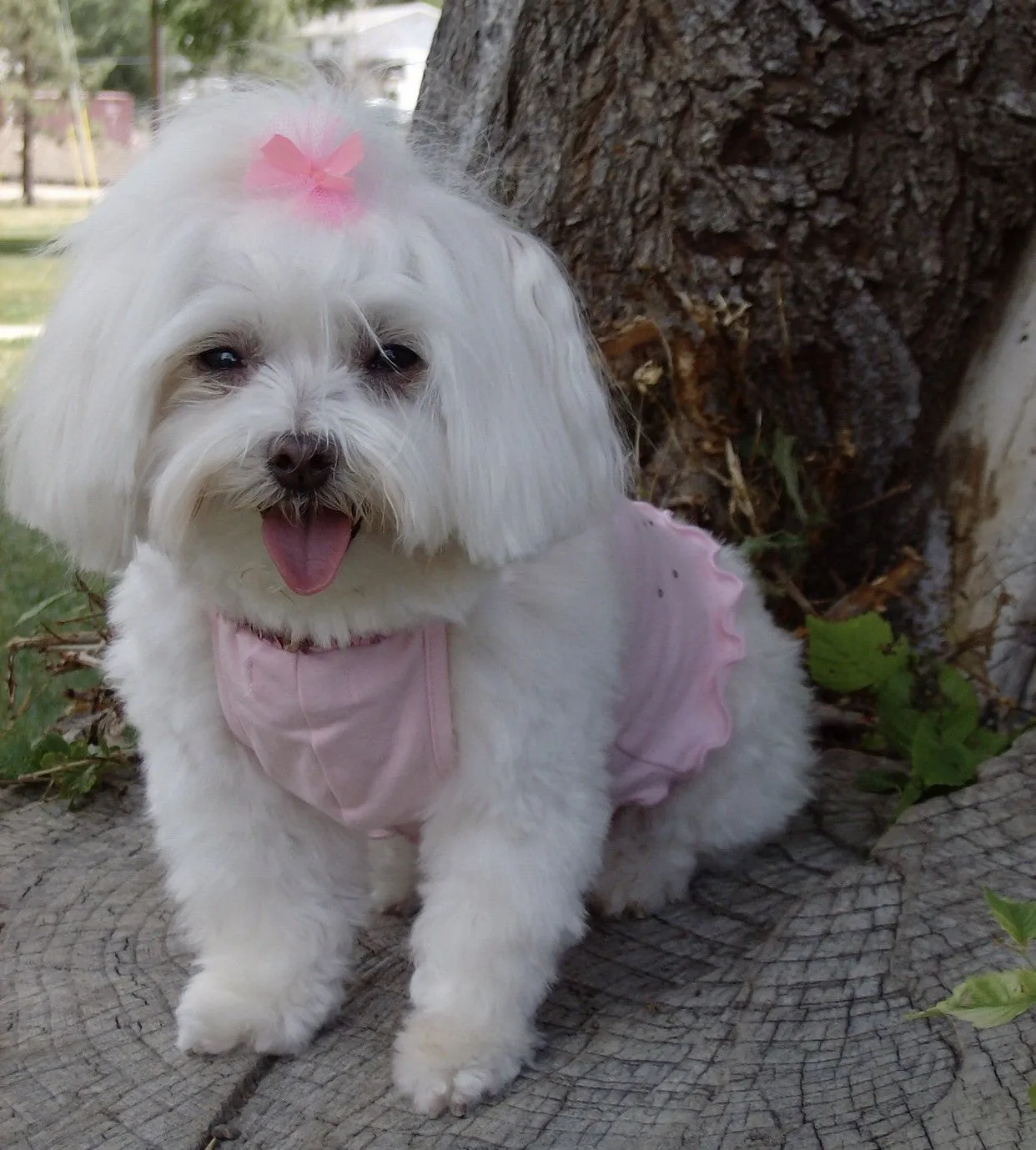 Tina - Maltese