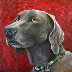 Zeus - Weimaraner