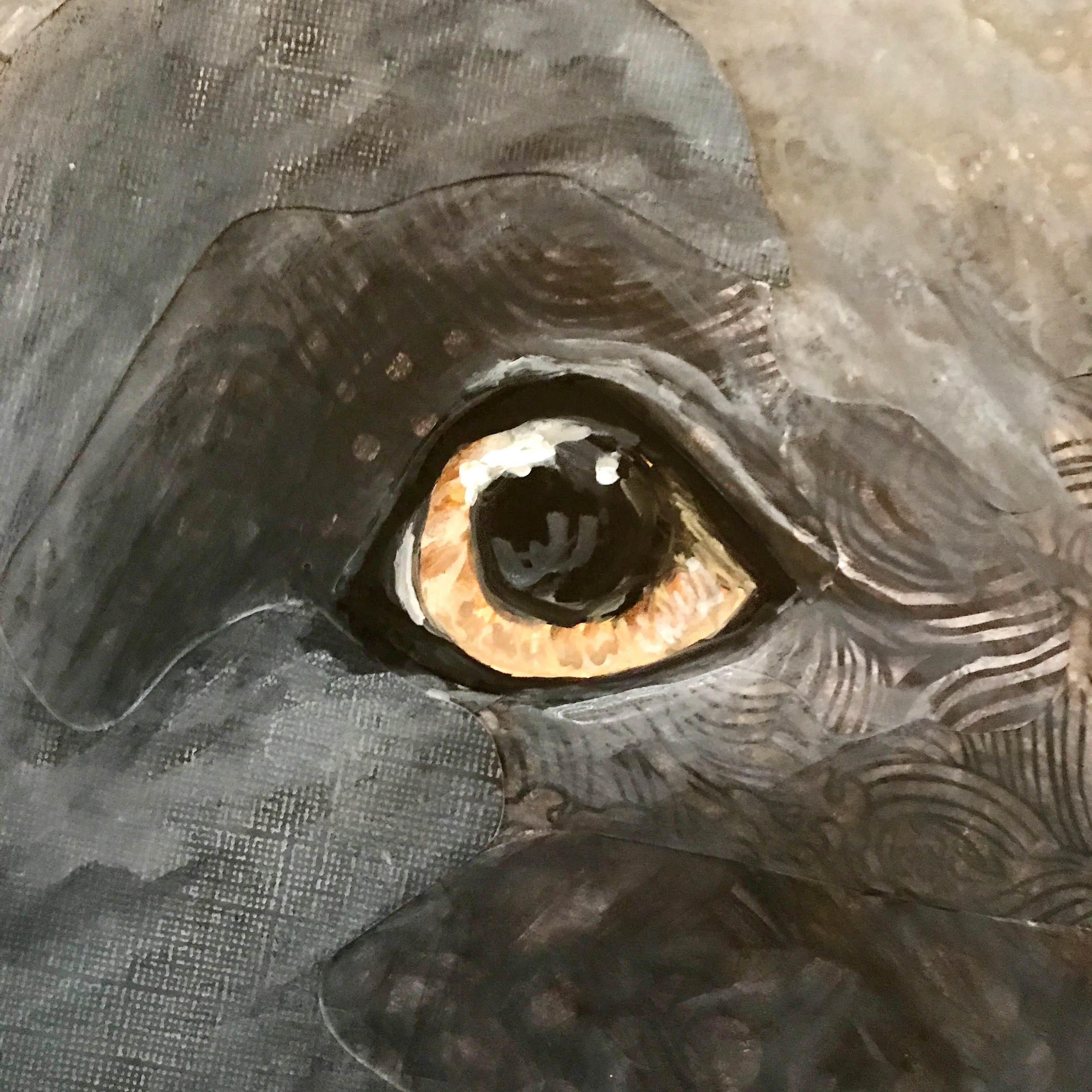 Zeus - Weimaraner