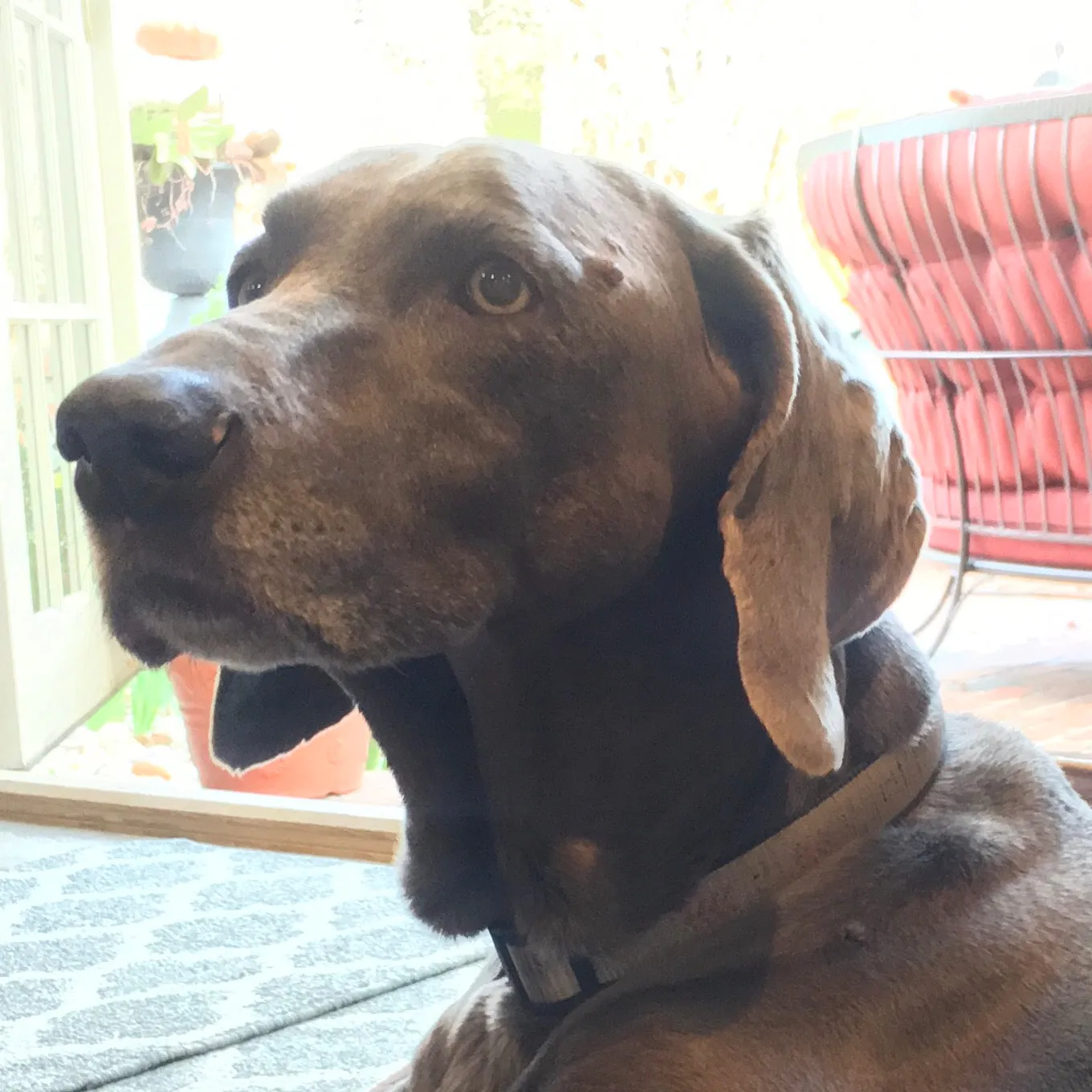 Zeus - Weimaraner